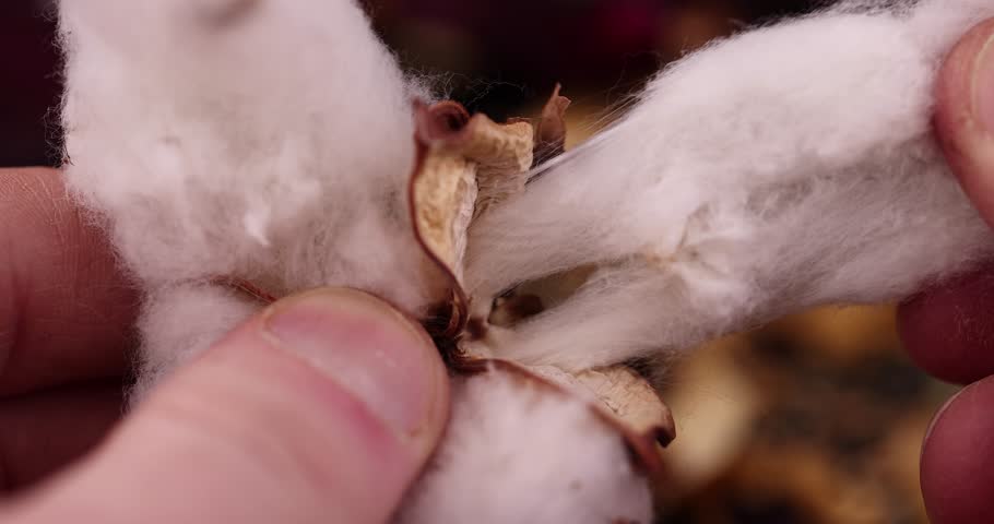 old dirty cotton flower with crumbs of dried roses and flowers, white authentic cotton close-up with other dry flowers