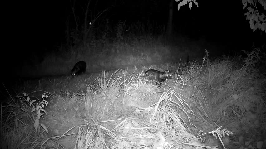 Two raccoon dogs Nyctereutes procyonoides at summer night