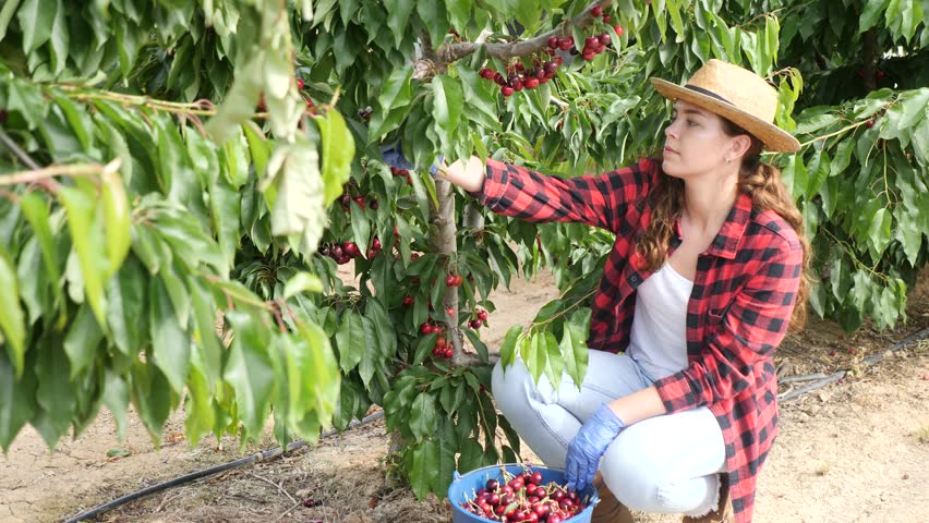 Happy smiling young woman working in farm orchard during summer harvest time, picking fresh ripe sweet cherries 