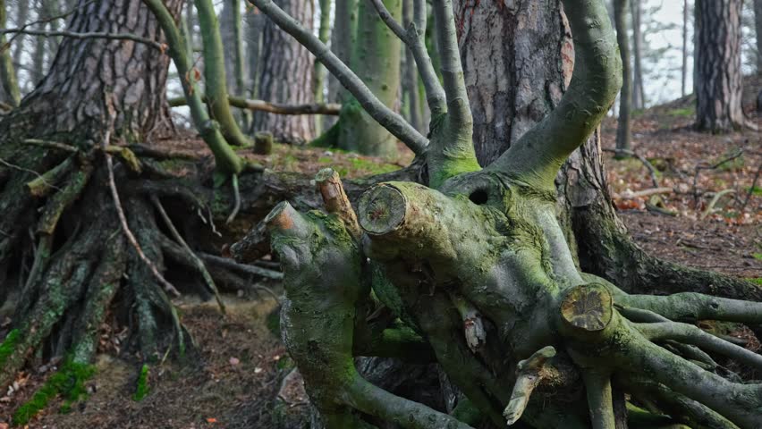 
Spooky Monster Creature Face Formed with Tree Roots