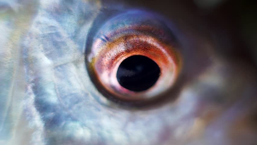 Ichthyology. European roach (Rutilus rutilus) portrait spring. Macro photography river fish. Ultra-small depth of field, soft focus. Fish eye Royalty-Free Stock Footage #1102116165