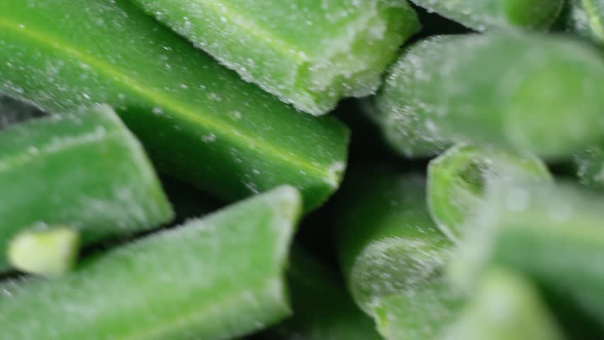 Frozen organic green beans. Healthy food concept, cooking background. Close up macro