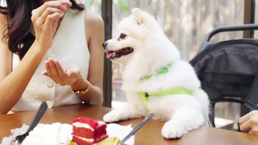 Asian woman friends playing and giving dog treat to cute pomeranian dog during meeting together at pet friendly dog park cafe on summer vacation. Pet humanization or pet ownership community concept. Royalty-Free Stock Footage #1102124879