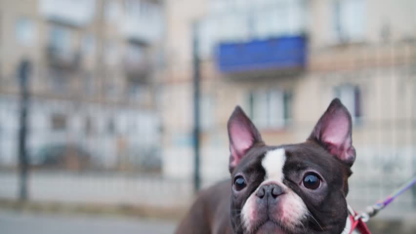 The girl is sitting on a bench, and a beautiful French bulldog is on a leash. The dog looks into the distance, she wants to run and play. Close-up.