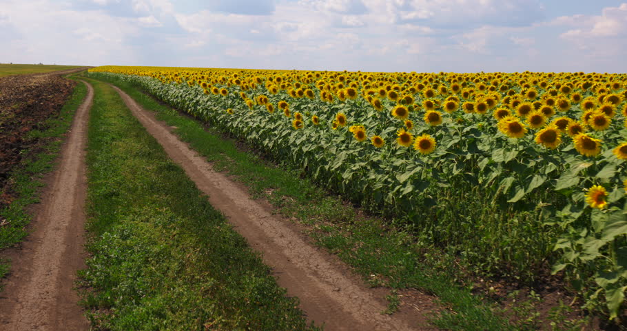 Bloom Yellow Sunflower in Field on a Farm. Agriculture. Cultivation Plants Crop. 