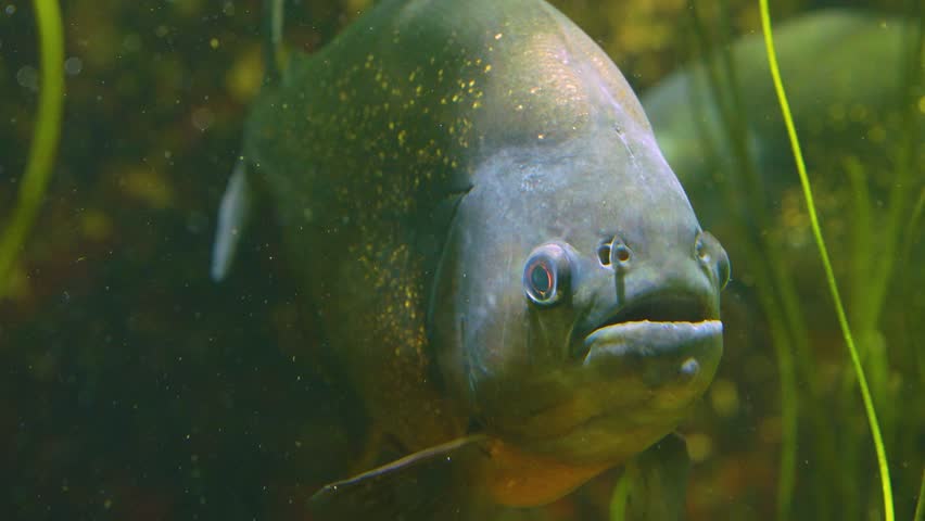  Close up of piranha fish head waiting underwater

