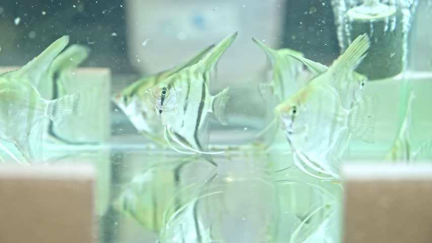 Freshwater Angelfish Pterophyllum Scalar Fish in Glass Aquarium at Pet Shop | Shutterstock HD Video #1102133351