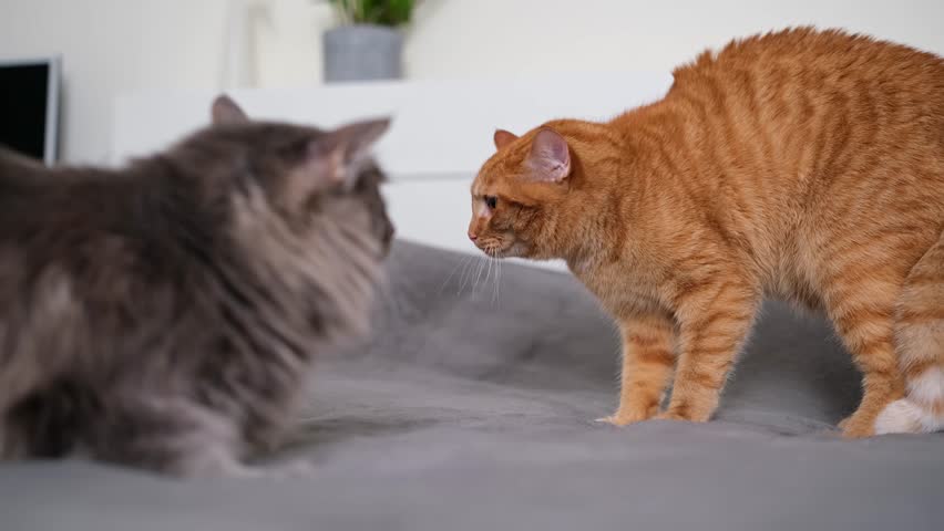 The two cats are unhappily communicating and fighting. The red and gray cat hiss and raise their fur when they talk Royalty-Free Stock Footage #1102134187