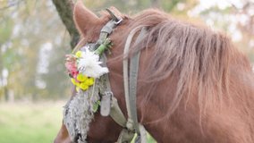 The horse's head is decorated with flowers. Close-up of the horse's head. High quality HD video. ProRes