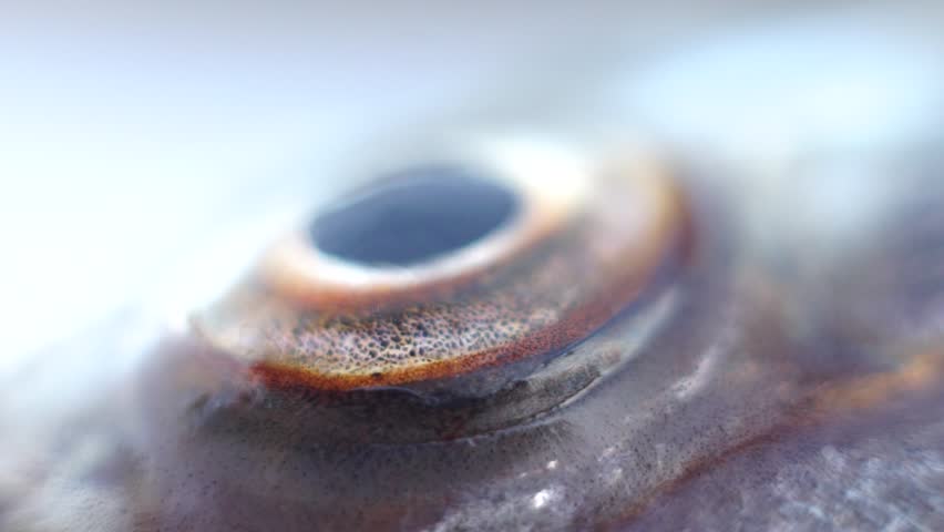 Ichthyology. Anatomy of fish. The Sabrefish (Pelecus cultratus) eye close-up