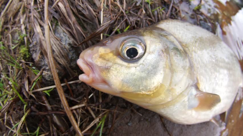 An enviable trophy of a fisherman with a fishing rod in a European river. Caspian bream (Abramis brama orientalis). The fisheye lens is used