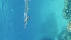 Vertical video, Two cleaner fish cleaning off parasites Sea pike over coral reef on sunny day in sunbeams, Slow motion. Needlefish or Garfish stands at cleaning station, cleaners fish clean it 