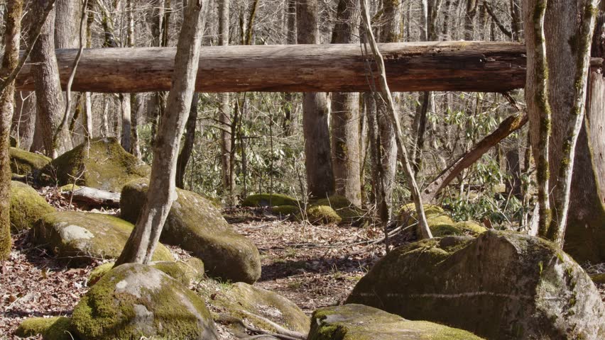 Fallen tree creates bridge over hiking trail in the springtime mountains.