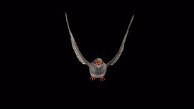 Zebra Finch - Australian Bird - Flying Around Screen Loop - Front View CU - 3D Animation with Alpha Channel