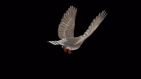 Zebra Finch - Australian Bird - Flying Around Screen Loop - Back Angle View CU - 3D Animation with Alpha Channel