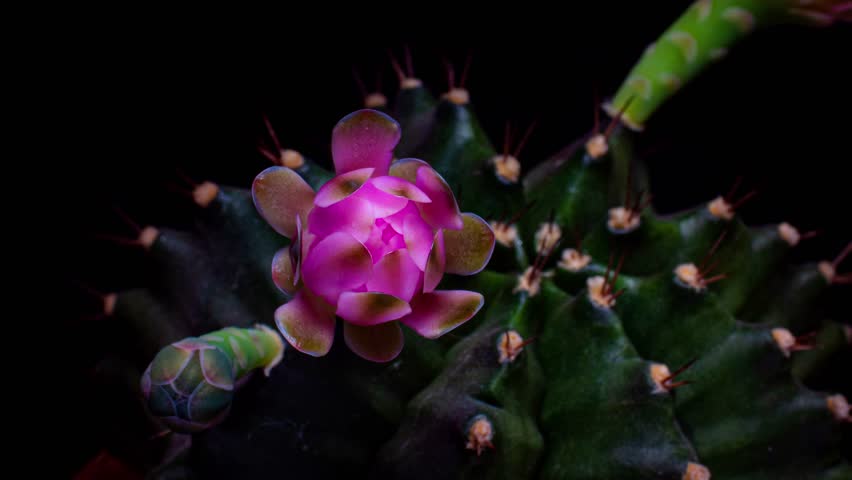 Time Lapse 4K Baldianum cactus Scientific name: Dwarf Chin. Blooming orange flowers and withered flowers from long thorn cactus in small clay pots. Royalty-Free Stock Footage #1102153043