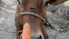 Watch this heartwarming video of a cow munching on a juicy carrot in the serene fields of northern India. It's a simple moment that reminds us of the beauty of nature and the strong connection between