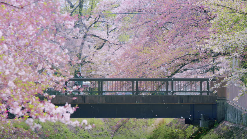 The arrival of spring. Cherry blossom petals flying in the air.
A row of cherry trees in full bloom. A man walking among the cherry blossoms. Royalty-Free Stock Footage #1102156769