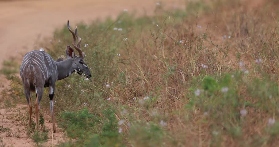 A lesser kudu eats plants in the savannah