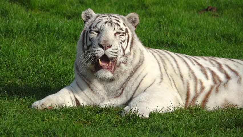 Exhausted by the heat, white bengal tiger (panthera tigris tigris) is resting on a green meadow, breathing through its open mouth