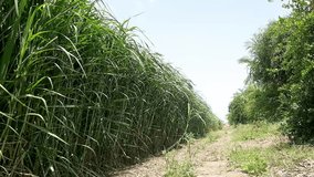 sugarcane fields video. lots of sugarcane fields
