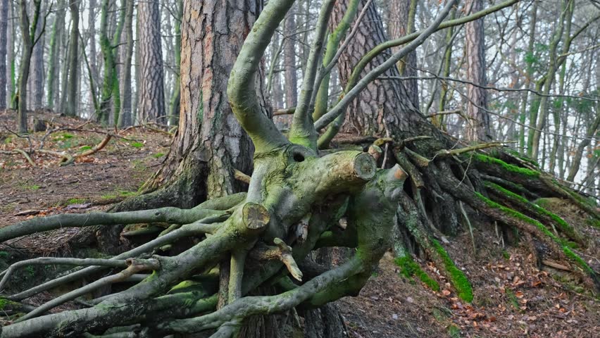 Spooky Monster Creature Face Formed with Tree Roots