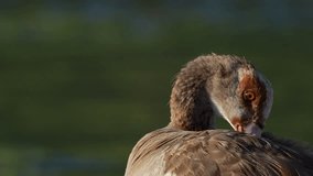 Egyptian goose (Alopochen aegyptiaca) preening itself. Vermont Salt Pan. Hermanus, Whale Coast, Overberg, Western Cape, South Africa.