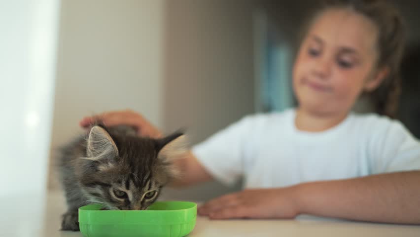 Happy little pet cat eats milk from cup. Child girl petting an animal. Feed your pet from cup. Hungry cat eats milk. Child care for pet. Kind girl feeding kitten Royalty-Free Stock Footage #1102172271