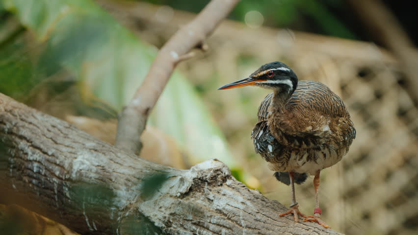 The sunbittern bird of tropical regions of the Americas