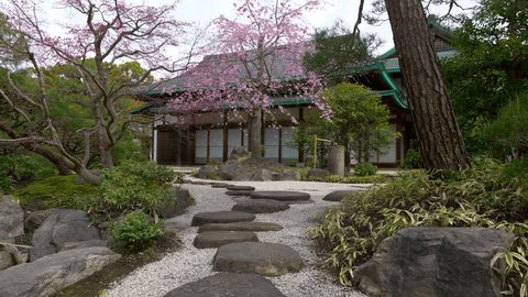 Japanese garden with traditional tea house and blooming pink sakura, zen garden in Japan in spring, Japanese culture, tourism in Japan. Translation: words tea house written on the doors. 스톡 비디오