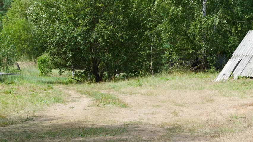 Calf is walking along road in village.