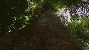 The video captures the stunning beauty of a forest from the bottom view of a big tree with sunrays shining through the crowns of other trees, creating a mesmerizing sight