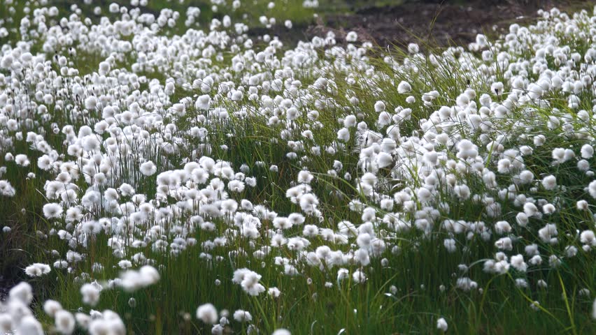 Permanently wet land, swamp in plain tundra on Chukchi Peninsula, near Gulf of Anadir. Sedge and cotton grass prevail . Russian Far East