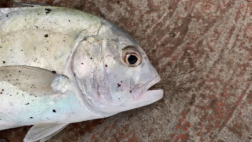Giant trevally caught by anglers on the pier, strike! Giant trevally is a delicious fish, as well as an export commodity abroad.