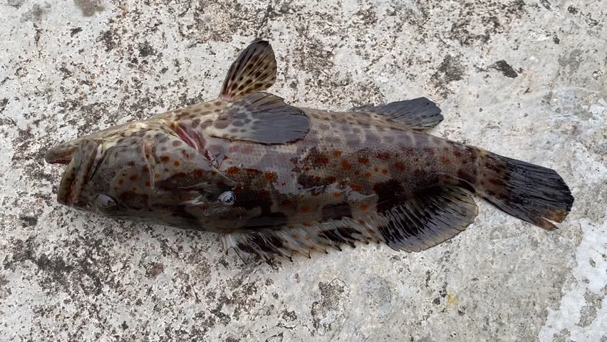 Fresh grouper caught by anglers at the wharf, strike! Grouper is a delicious fish, also as an export commodity abroad