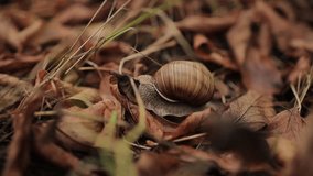 Snail crawling on the ground, close up. snail with brown shell on the ground, close-up. Closeup from a snail moving on a sidewalk. Grape snail close-up crawling on the ground. horizontal video