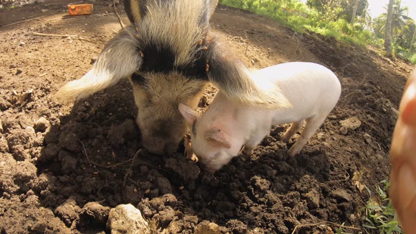 close up still view of a domestic animal of huge black and white mama female boar pig and baby piglet piggy together snuffing the dirt mud ground looking for food and eating in outdoor nature Royalty-Free Stock Footage #1102185363