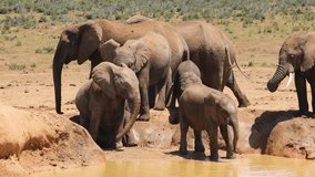 African elephants (Loxodonta africana) at a waterhole, Addo Elephant National Park, South Africa