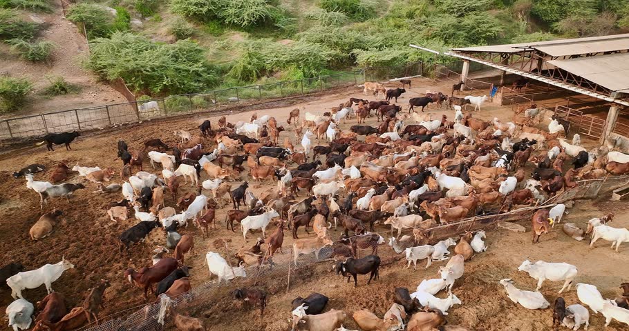Huge herd of cows in Barsana goshala in India, Mathura, Uttar Pradesh, aerial drone view 4k Royalty-Free Stock Footage #1102188479