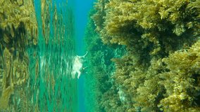 Vertical video, dogs swim towards snorkeler in blue clear water over coral reef covered with brown algae on bright sunny day, Slow motion, Underwater shot