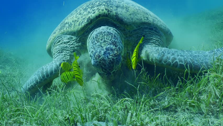 Close up portrait of Great Green Sea Turtle, Chelonia mydas with group of Golden Trevally fish, Gnathanodon speciosus eats seagrass on sunny day, Slow motion Royalty-Free Stock Footage #1102190169