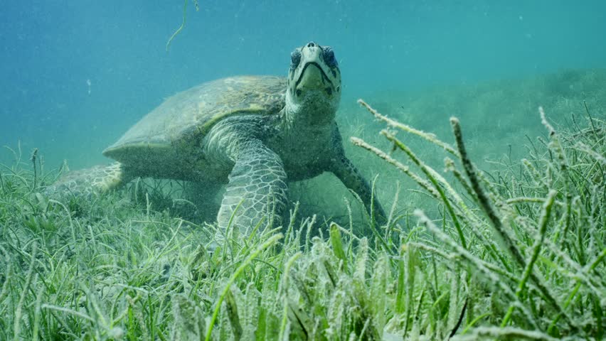 Very old-aged male Hawksbill Sea Turtle or Bissa (Eretmochelys imbricata) on Round Leaf Sea Grass or Noodle seagrass (Syringodium isoetifolium) on seagrass meadow, front side, slow motion Royalty-Free Stock Footage #1102190207