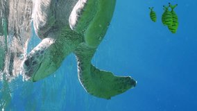 Vertical video, Great Green Sea Turtle (Chelonia mydas) with Golden Trevally fish (Gnathanodon speciosus) swim down from surface of water on seagrass bed eating green sea grass, Slow motion