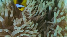 Vertical video, Two Red Sea Clownfish or Threebanded Anemonefish (Amphiprion bicinctus) swims inside to Bubble Anemone (Entacmaea quadricolor, Parasicyonis actinostoloides), Slow motion