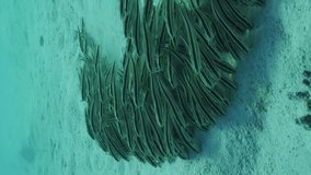 Vertical video, Shoal of Eel Catfish swims and feeds on seabed, Slow motion. Front vew on school of juvenile Striped Eel Catfish (Plotosus lineatus) rolling like wave over sandy bottom and feeding