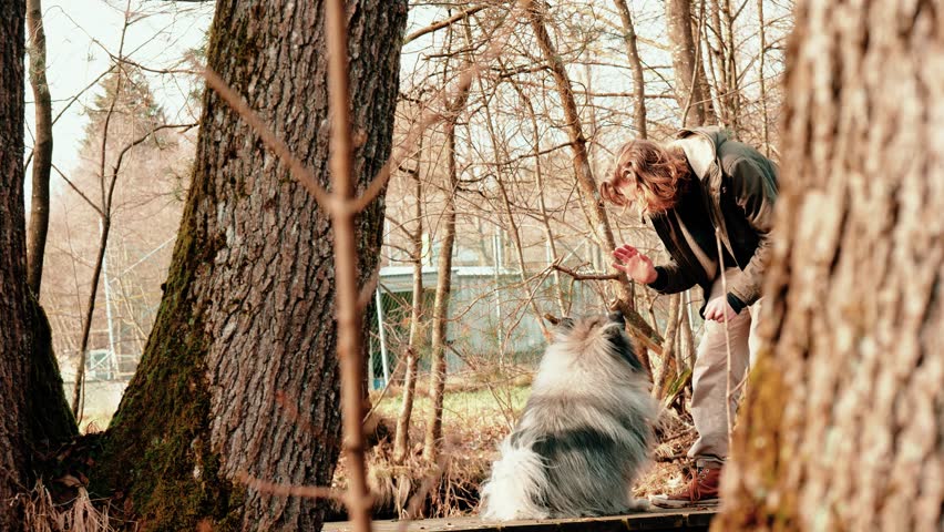 On this side shot you can see a gray wolf spitz happily with his friend and giving him a high five. You are between trees in autumn athomsphere.