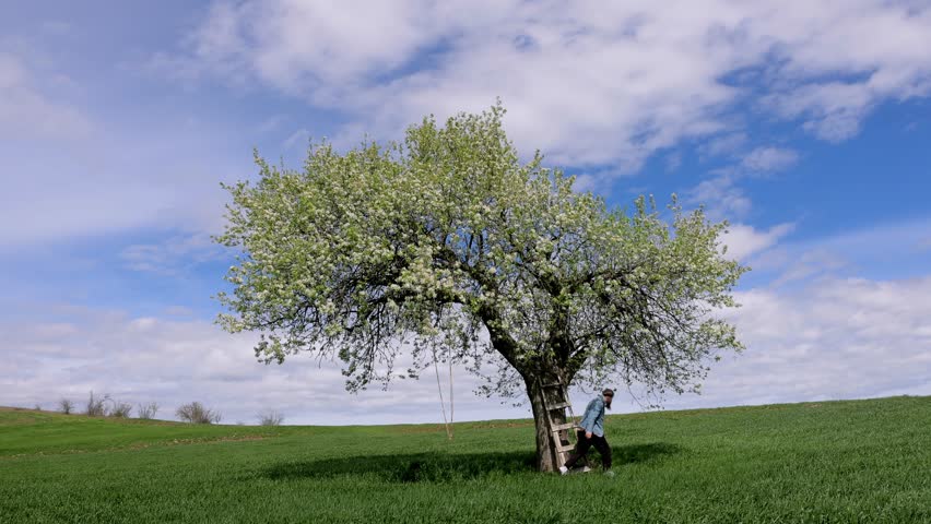 Lush white blooming branches of fruit tree under cloudy sky in spring. White flowers of blooming pear tree in wheat field and contrast of blue sky and white clouds. 4K video shooting.