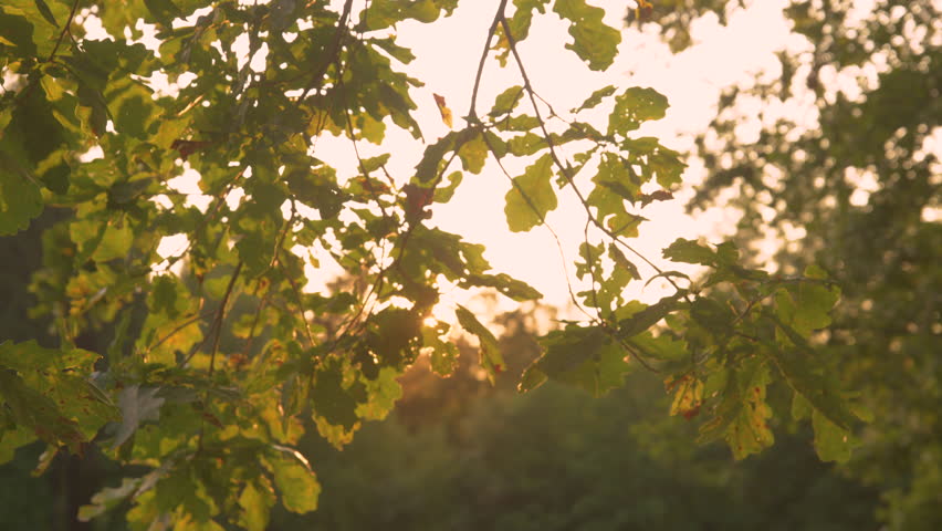 LENS FLARE, CLOSE UP: Golden rays shining through lush green foliage of oak tree. Amazing sunlight in wild forest at sunset. Beautiful moment among green treetops of big oak trees in golden light. Royalty-Free Stock Footage #1102196041