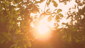 LENS FLARE, CLOSE UP: Golden rays shining through lush green foliage of oak tree. Amazing sunlight in wild forest at sunset. Beautiful moment among green treetops of big oak trees in golden light. - Powered by Shutterstock - Get 15% off with code: PIKWIZARD15