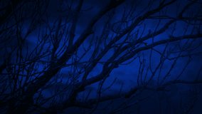 Lightning Strikes Behind Tree Branches Scary Scene - Powered by Shutterstock - Get 15% off with code: PIKWIZARD15